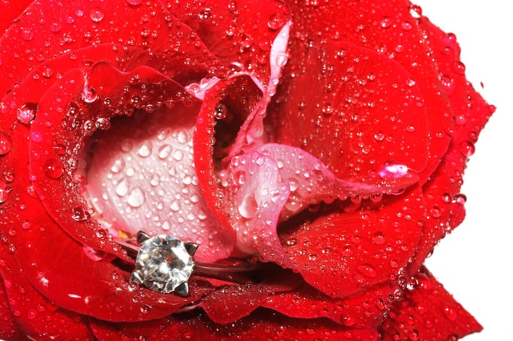 Rose Collection